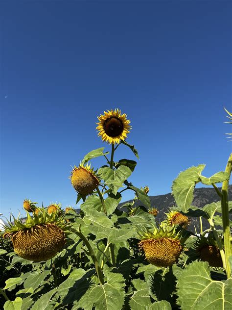 Exploring the Unique Conditions for Sunflowers to Reach Unprecedented Heights in the Magical Traffic Circle